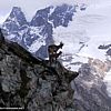 Beautiful Ibex on a crag at Gornergrat - 114 KB