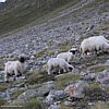 Huggable mountain sheep (but not the one on the left!) - 182 KB
