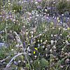 More alpine wildflowers - 250 KB