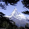 The Matterhorn peaks through forest - 150 KB