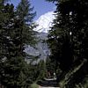 The beautiful Weisshorn towers over a gentle trail - 118 KB
