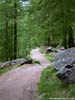 A typical pleasant forested path by Zermatt